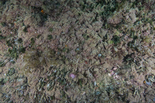 –5m. En la parte central izquierda de la imagen se puede observar un ejemplar del alga parda Dictyoteris polypoides.