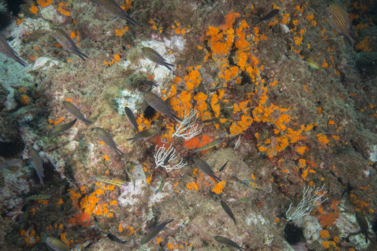 –6m. Las primeras gorgonias (Eunicella singularis) se observan a esta profundidad debajo de varias castañuelas (Chromis chromis) y fredis (Thalassoma pavo)