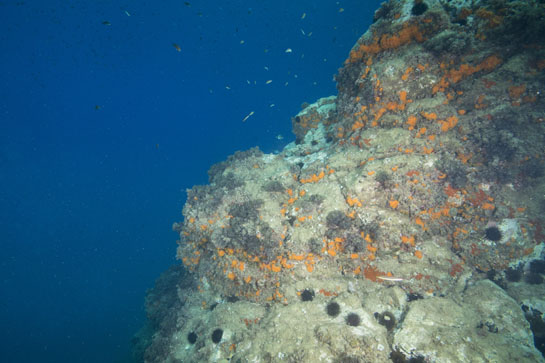 –6m. Las colonias de coral naranja aprovechan las grietas y extraplomos, con menos competencia con las algas, para desarrollarse.