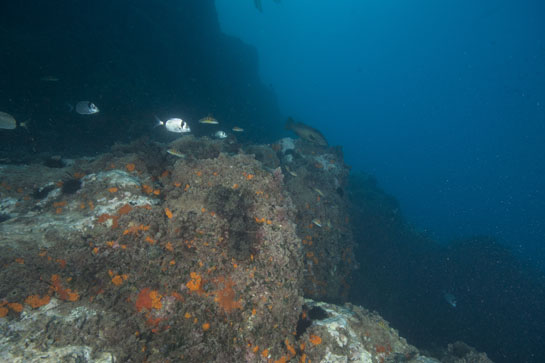 –6m. Todavía se observan algunos grandes serránidos en Chafarinas, a pesar de la presión a que les somete la pesca submarina. En la imagen un tachano o gitano (Myctireoperca rubra).