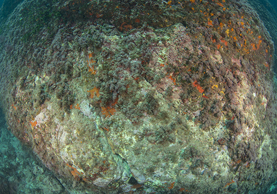 –6m. En la parte central de la imagen se puede observar una colonia de la gorgonia de color blanco Eunicella singularis.