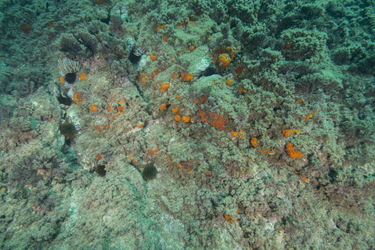 –7m. Una pequeña colonia de la gorgonia Eunicella singularis aparece a esta profundidad.