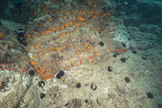 –7m. El erizo común (Paracentrotus lividus), las esponjas rojas y el coral naranja son las especies que más destacan en esta imagen. En la parte central un ejemplar del alga verde Codium bursa, característica por su forma globosa.
