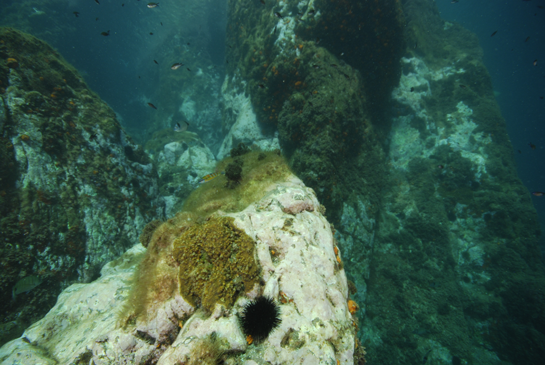 -4m. A esta profundidad encontramos una pequeña superficie horizontal sobre la que vive una colonia del coral Oculina patagonica. Ésta especie parece ser que es originaria de aguas sudamericanas atlánticas y actualmente se encuentra distribuida por todo el Mediterráneo. El color verde de la colonia procede de las zooxantelas que viven en simbiosis con el coral.