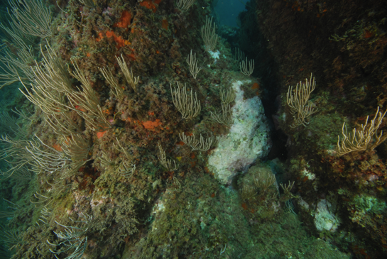 -8m. Con el aumento de la profundidad se produce un incremento de la gorgonia Eunicella singularis.