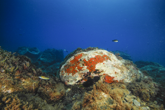 -3m. En la parte izquierda de la imagen se puede ver el alga invasora Asparagopsis taxiformis y cerca de ella el pez verde o fredi Thalassoma pavo, también algún ejemplar de castañuela Chromis chromis.