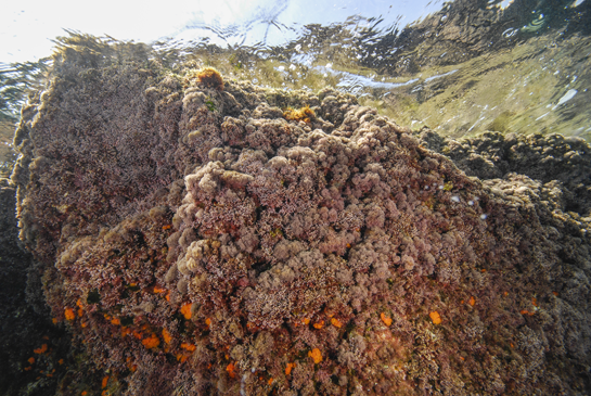 0m. El pequeño extraplomo que se forma cerca de la superficie, permite el crecimiento del coral naranja Astroides calycularis entre diferentes especies de algas, una de las más abundantes es el alga roja parcialmente calcificada Corallina elongata.