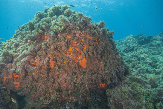 -7m. Las algas rojas (Cambre cambre, Hymeniacidon perlevis, etc.) junto con pequeñas colonias de coral naranja Astroides calycularis aprovechan las zonas más umbrías, en donde la competencia con las algas es menor, para asentarse.