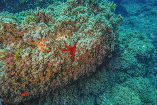 -10m. La comunidad de Algas Fotófilas de Modo Calmo se prolonga hasta finalizar el piso infralitoral, a unos -16 m. La presencia de grandes bloques de piedra que presentan alguna cara vertical o en extraplomo permiten el desarrollo de invertebrados sésiles. Las manchas rojizas corresponden a esponjas rojas que se desarrollan en zonas umbrías y a colonias del coral naranja  Astroides calycularis. En el centro vemos una llamativa estrella púrpura Ophidiaster ophidianus. 