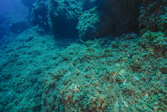 -14m. En la parte izquierda de la imagen nadan varios ejemplares de mojarra Diplodus vulgaris.