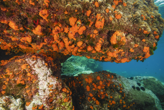 -1m. La disminución de la luz en los recovecos que se forman debajo de los restos emergidos del “Dique Roto”, permiten el desarrollo de una Comunidad de Algas Esciáfilas de Modo Calmo, en donde destaca, por su llamativo color naranja, el coral Astroides calycularis.