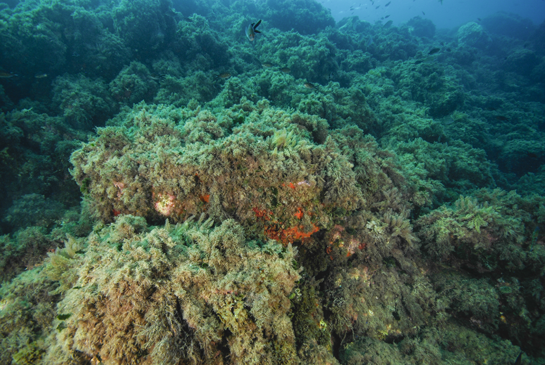-8m. En algunas zonas del Dique Roto se puede observar como el alga invasora procedente del Indo-Pacífico, Asparagopsis taxiformis, va ganando poco a poco terreno.