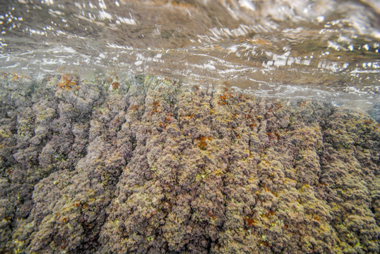 0m. En el piso mediolitoral inferior predomina el alga roja Corallina elongata.