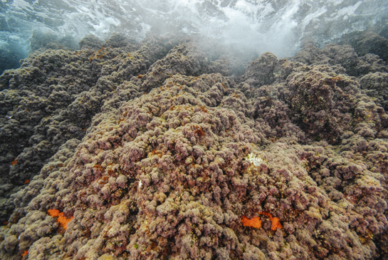 -1m. Varias colonias del coral naranja Astroides calycularis han logrado asentarse entre la maraña de algas rojas.