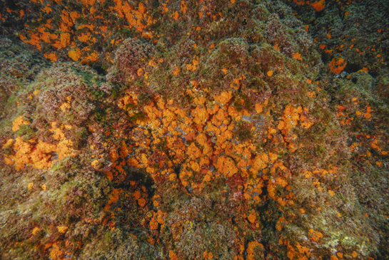 -5m. Las algas rojas y el coral naranja Astroides calycularis nos indica que estamos ante una Comunidad de Algas Esciáfilas de Modo Calmo o Precoralígeno.
