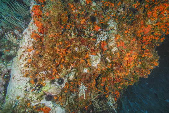 -9m. El ramoneo de los erizos comunes Paracentrotus lividus deja zonas en las que sólo se desarrollan algas rojas incrustantes.