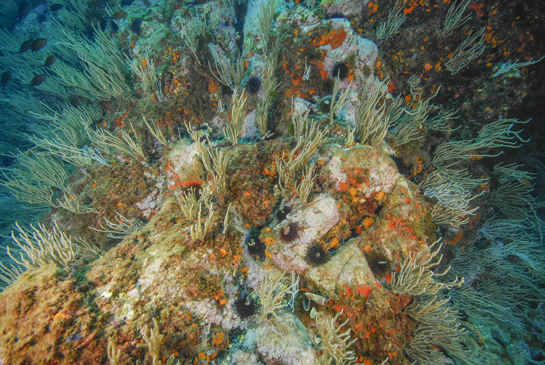 -10m. La gorgonia Eunicella singularis predomina en estas zonas menos inclinadas, entre ellas se pueden observar esponjas rojas, coral naranja y erizos de la especie Paracentrotus lividus.
