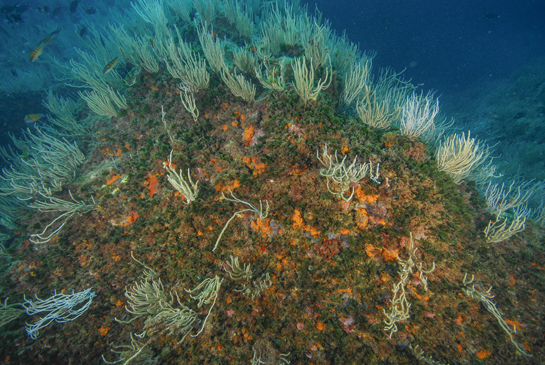 -12m. Varios fredis Thalassoma pavo nadan cerca de una pared a plomo en donde contrasta el color verde del alga esciáfila Flabellia petiolata con las esponjas rojas y el coral naranja.