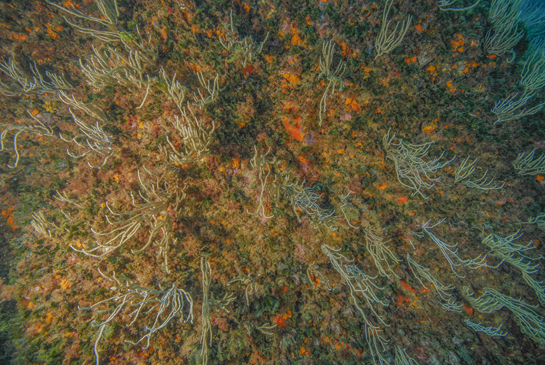 -13m. La gorgonia Eunicella singularis, el coral naranja Astroides calycularis, las esponjas rojas y el alga Flabellia petiolata son los organismos predominantes, a simple vista, en esta imagen.