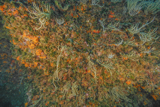 -14m. El coral naranja Astroides calycularis es un endemismo Mediterráneo, cuyo área de distribución está en regresión. 