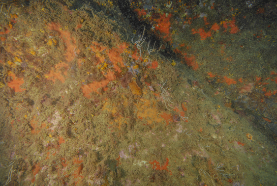 -17m. Un nudibranquio, Platydoris argo, se desplaza en un fondo cubierto de esponjas rojas.