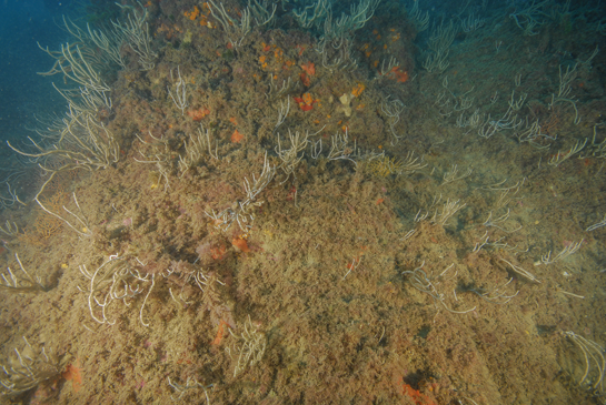 -20m. La competencia por el sustrato entre algas e invertebrados sigue siendo muy fuerte a esta profundidad.