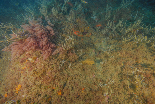 -21m. En esta imagen se puede observar el alga invasora procedente del Indo-Pacífico Asparagopsis taxiformis.