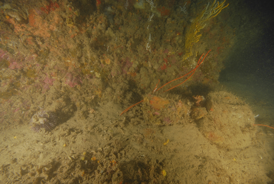-31m. A esta profundidad termina la pared rocosa dando lugar a un inclinado fondo fangoso. En la parte izquierda de la imagen el erizo violáceo Sphaerechinus granularis.