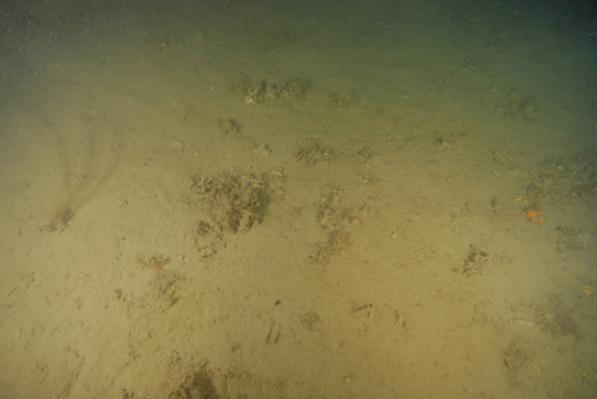 -32m. En la imagen se ve a la izquierda una colonia de hidrozoos  junto a  restos de organismos caídos de la pared rocosa.