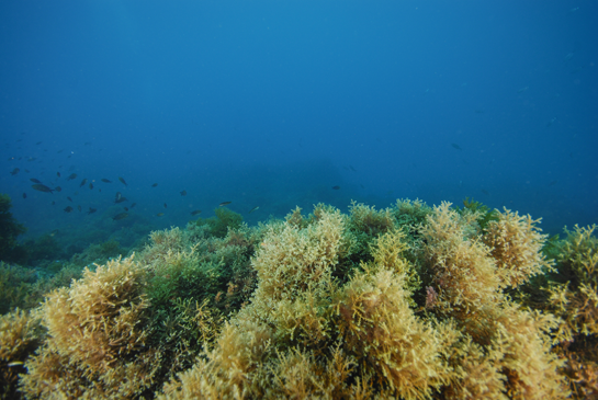 -6m. En esta imagen el alga mayoritaria pertenece al género Cystoseira y sobre ellas nadan castañuelas Chromis chromis y julias Coris julis.
