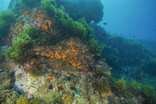 -7m. Las zonas menos iluminadas son aprovechadas por los invertebrados, como en este caso el coral naranja Astroides calycularis, para asentarse.