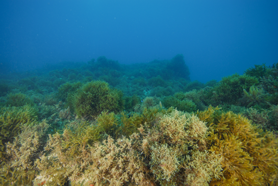 -8 m. Las algas Cystoseira sp. y Dictyota dichotoma compiten en esta zona del transecto por el sustrato. También se pueden ver algunas matas del alga invasora Asparagopsis taxiformis.