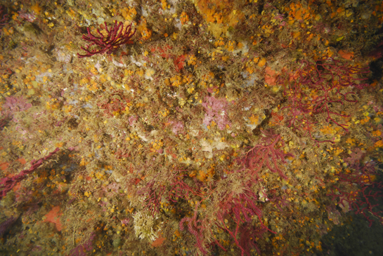 -21m. En esta pared, algo extraplomada, crece el coral solitario de color amarillo Leptopsammia pruvoti.