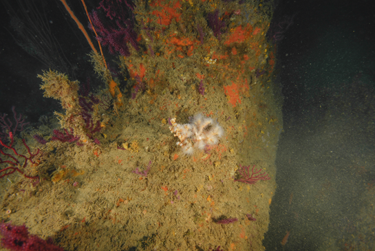 -26m. En la parte central, una colonia de coral amarillo Dendrophyllia ramea.