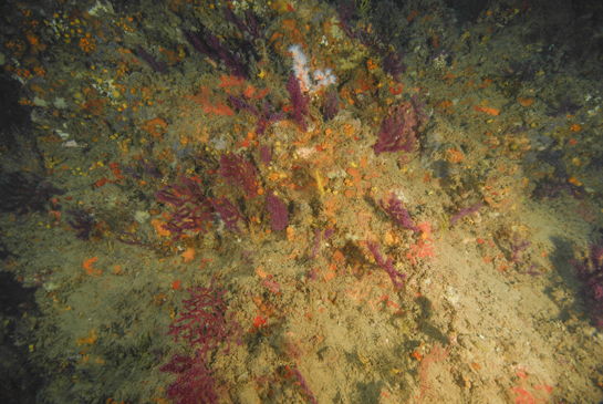 -29m. Las colonias de coral amarillo, Dendrophyllia ramea, puede alcanzar el metro de altura y suelen vivir por debajo de los 30m. de profundidad.
