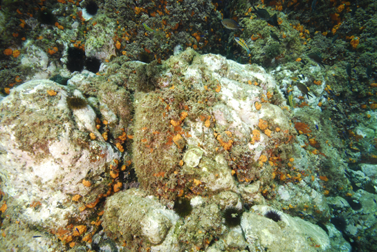-3m. Castañuelas Chromis chromis y fredis Thalassoma pavo nadan sobre una Comunidad de Algas Calcáreas y Erizos. En la parte central de la imagen vemos una valva derecha, cementada al sustrato, del molusco bivalvo Spondylus gaederopus.