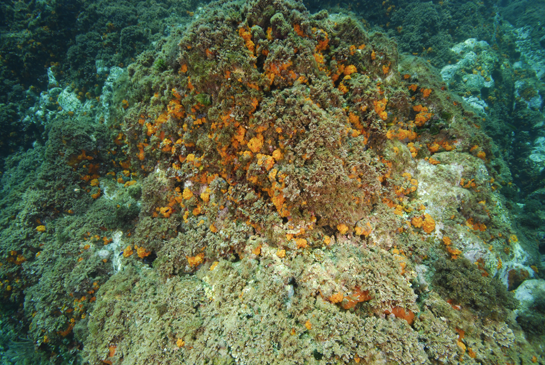 -5m. Algas rojas coralinas y coral naranja siguen predominando a esta profundidad.
