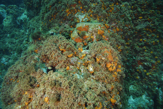 -7m. Este tipo de comunidad de algas rojas y coral naranja situada a poca profundidad, se denomina Comunidad de Algas Esciáfilas de Modo Calmo o Precoralígeno 