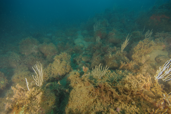 -18m. Las colonias de Eunicella singularis siguen siendo, prácticamente, los únicos macro invertebrados visibles a esta profundidad.