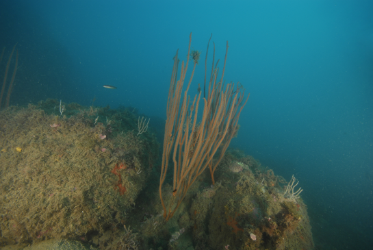 -20m. A esta profundidad aparecen las primeras colonias, del transecto, de la gorgonia gigante Ellisella paraplexauroides.