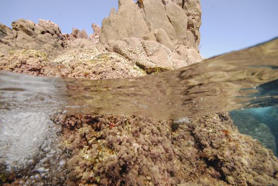 0m. En la parte emergida de la imagen se pueden ver numerosos ejemplares de la lapa Patella rustica y el alga roja Coralina elongata mientras que en la sumergida las algas coralina Jania rubens y Coralina elongata.