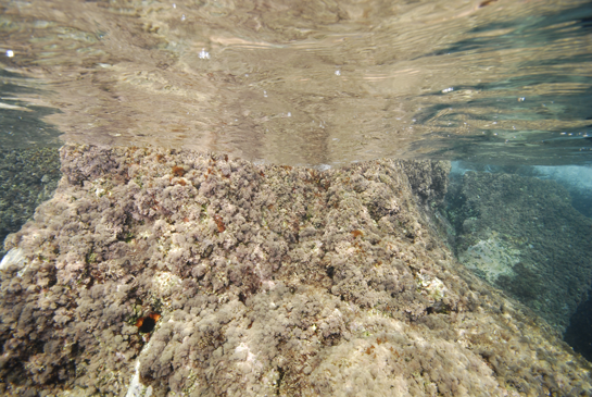 0m. Diversas especies de algas rojas coralinas pueblan estos primeros metros del infralitoral.