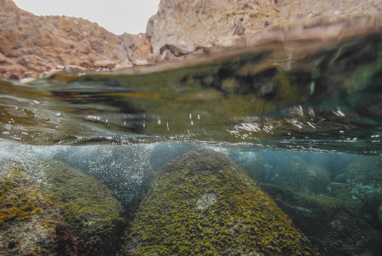 0m. En esta fotografía, tomada justo por debajo de la superficie, se puede apreciar, en la parte inferior izquierda, un ejemplar del alga invasora del género Asparagopsis.