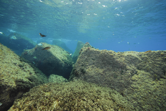 -1m. Varias castañuelas, Chromis chromis, y un sargo común Diplodus sargus nadan sobre los grandes bloques de piedra de los fondos del “Pedregal”.