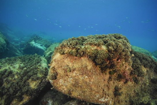 -3m. En la imagen se observa como predomina el alga parda Halopteris scoparia. Al fondo nada un grupo de salpas Sarpa salpa.