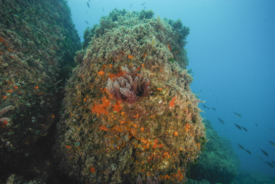 -6m. Esponjas rojas, el coral naranja Astroides calycularis y el alga roja invasora Asparagopsis taxiformis crecen en una pared vertical de un bloque rocoso. 