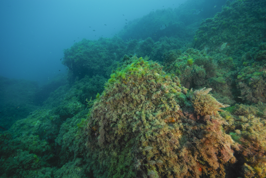 -11m. Las castañuelas nadan sobre los bloques rocosos cubiertos de algas.