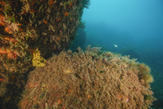 -14m. En la pared vertical de la izquierda, se desarrolla el alga verde de zonas umbrías Flabellia petiolata junto a pequeñas colonias de coral naranja Astroides calycularis. En la parte central, entre los bloques de piedra, la gorgonia, posiblemente, Leptogorgia sarmentosa y en el bloque de la derecha, entre las diferentes especies de algas, se observan unos puntos rojos que corresponden a los ápices de colonias de briozoos de la especie Myriapora truncata. En la parte inferior de este bloque se puede ver la cabeza de un gusano de fuego Hermodice carunculata. 