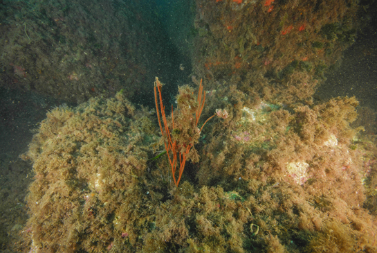 -15m. A esta profundidad ya se pueden observar algunos ejemplares de la gorgonia Ellisella paraplexauroides, el de la fotografía está parcialmente epifitado por algas