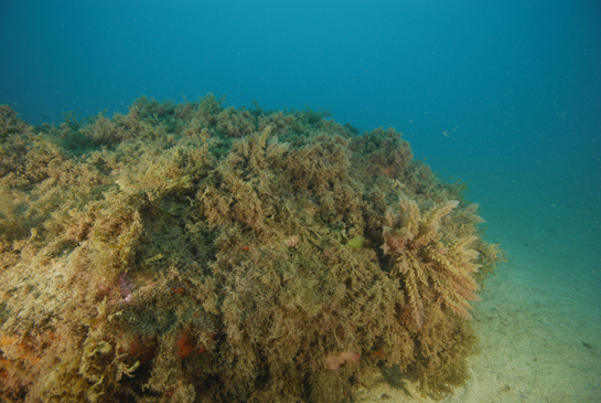 -16m. La Comunidad de Algas Fotófilas de Modo Calmo llega hasta el mismo fondo arenoso, en donde sigue siendo abundante el alga invasora Asparagopsis taxiformis.